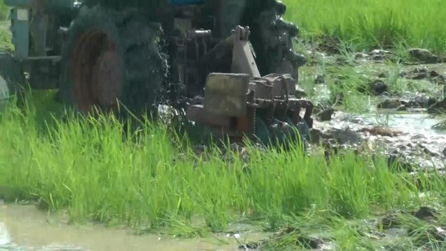 ชาวนาพิจิตรเสี่ยงทำนา-หลังน้ำยมเริ่มทรงตัว