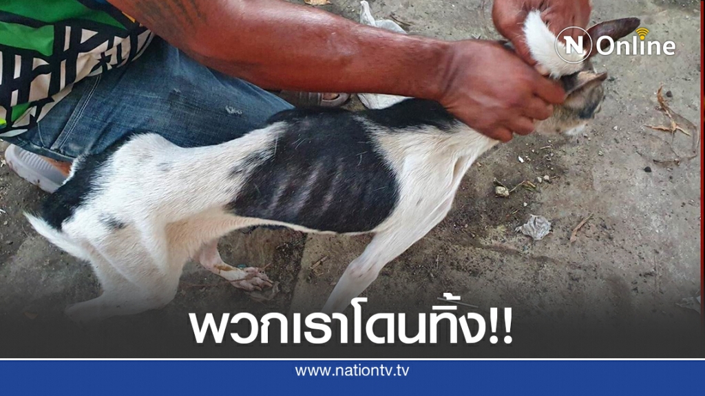 สลดหดหู่ สาวค้างค่าเช่าบ้าน 8 เดือนก่อนหนีหาย ทิ้งหมาล่ามโซ่ 10 ตัว หิวโซ