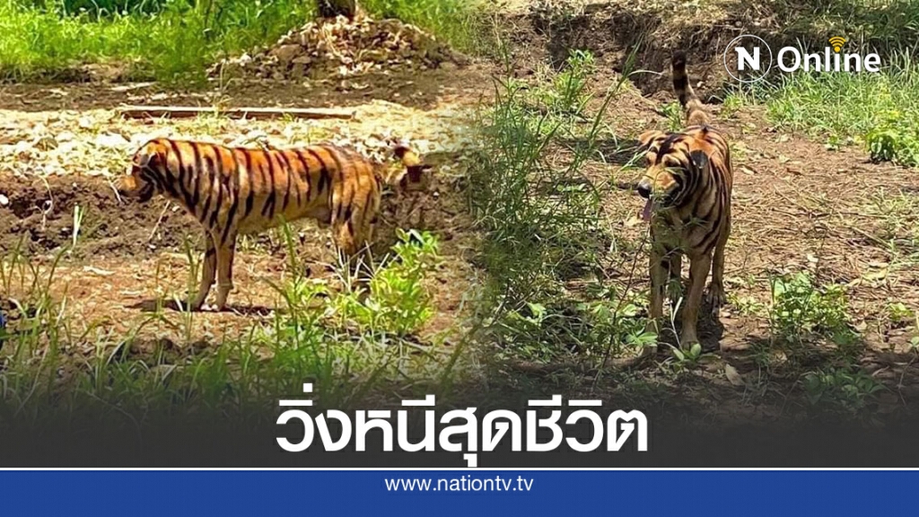 เจ้าของ วิ่งหนีคิดว่าเสือหลุด ลั่นถึงคนทำเจ็บแสบ