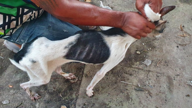 สลดหดหู่ สาวค้างค่าเช่าบ้าน 8 เดือนก่อนหนีหาย ทิ้งหมาล่ามโซ่ 10 ตัว หิวโซ