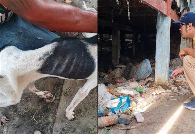 สลดหดหู่ สาวค้างค่าเช่าบ้าน 8 เดือนก่อนหนีหาย ทิ้งหมาล่ามโซ่ 10 ตัว หิวโซ