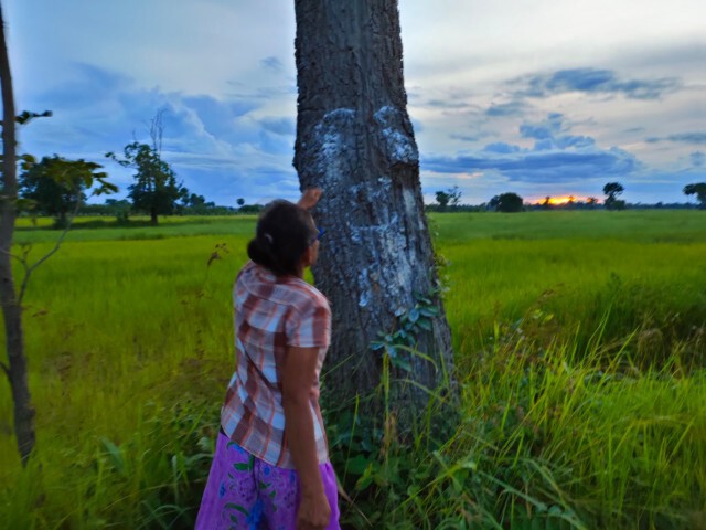 ทดลองส่องไฟต้นไม้พบเงาคล้ายคนไม่ใช่ผีหลอก