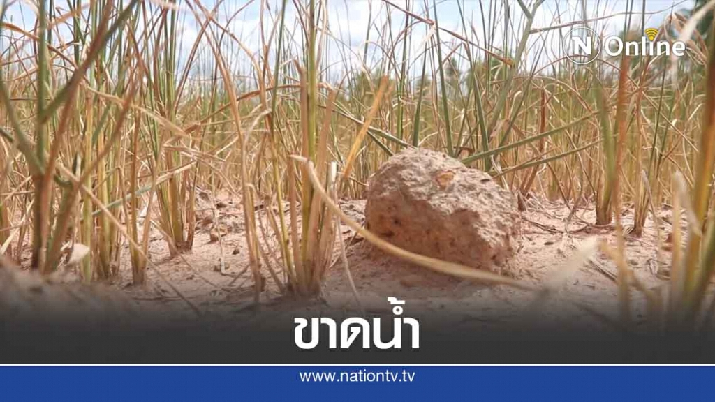 ขาดน้ำหนัก! -ข้าวหอมมะลิยืนต้นตายเป็นทุ่งกว้าง ขาดน้ำหนัก! -ข้าวหอมมะลิยืนต้นตายเป็นทุ่งกว้าง