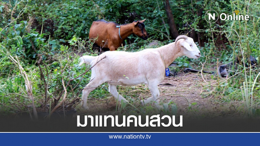 สวนสาธารณะนิวยอร์กจ้างแพะแทนคนสวนช่วงโควิด-19 สวนสาธารณะนิวยอร์กจ้างแพะแทนคนสวนช่วงโควิด-19