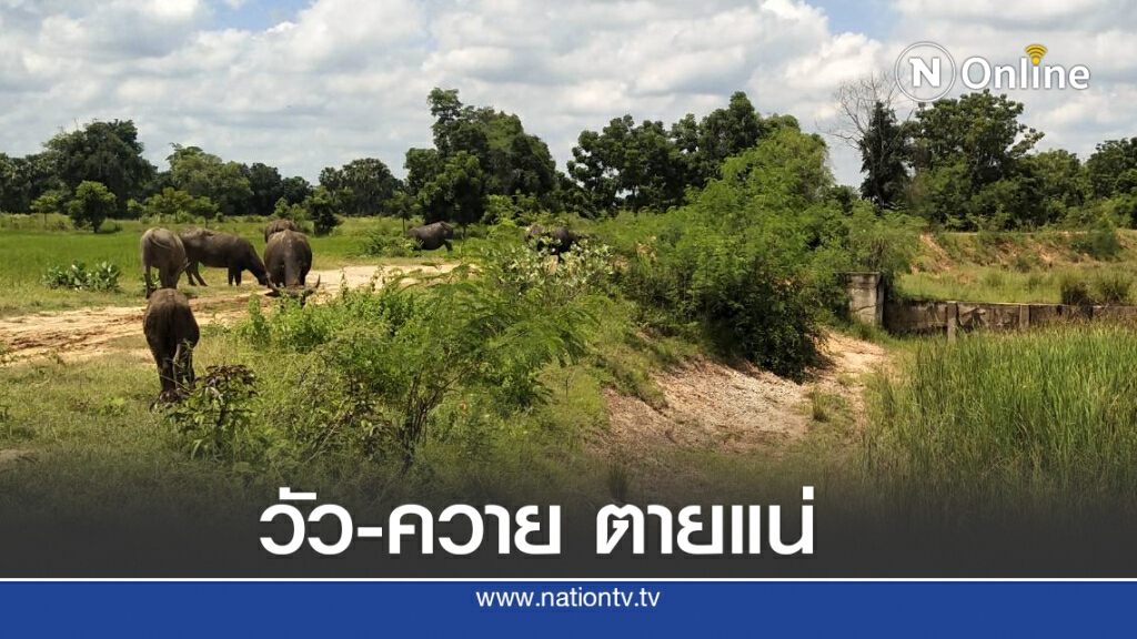 ขาดคลองสาขาแห้งขอดหวั่นวัว-ควายขาดน้ำ ขาดคลองสาขาแห้งขอดหวั่นวัว-ควายขาดน้ำ