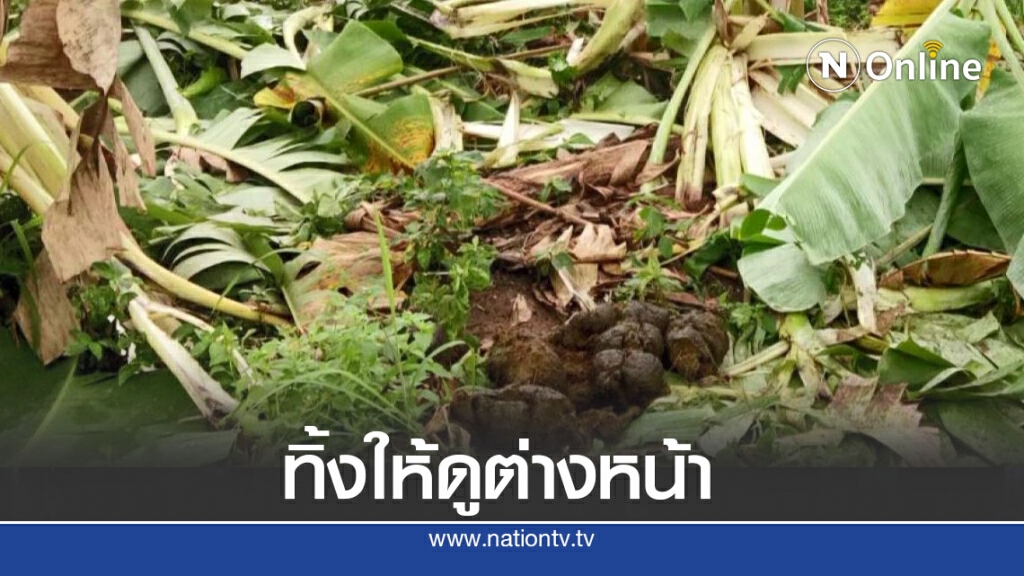 ช้างป่าดงใหญ่อาละวาดอีกกินพืชสวนชาวบ้านเละ