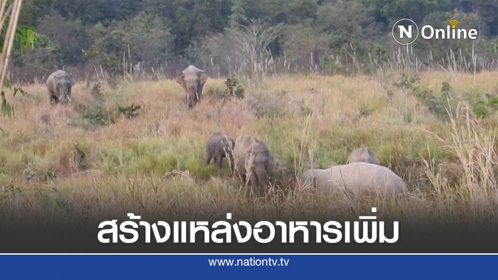สร้างแหล่งอาหารเพิ่มป้องกันช้างออกหากินทำลายพืชสวนชาวบ้าน