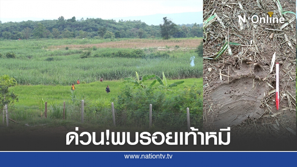 ด่วน!พบรอยเท้าหมี-เสียงคำราม ระดมจนท.ปิดล้อมป่าอ้อย ด่วน!พบรอยเท้าหมี-เสียงคำราม ระดมจนท.ปิดล้อมป่าอ้อย