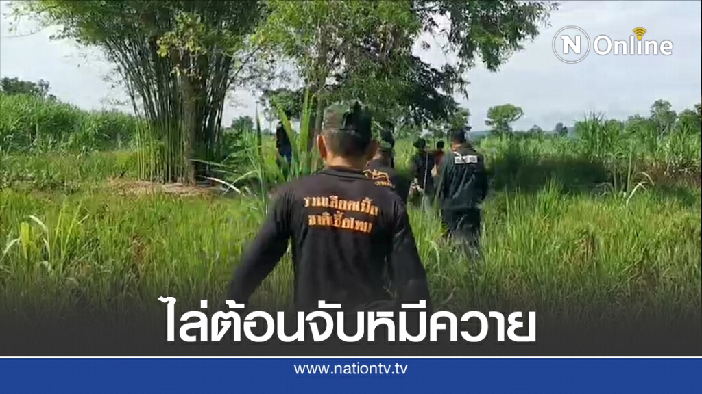เตรียมเปิดปฏิบัติการจับหมีควายกลางป่าอ้อย