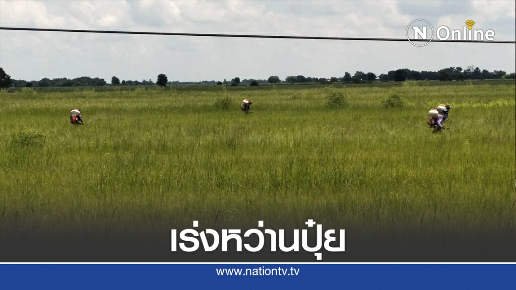 ชาวนาโคราชดีใจ ฝนตกมีน้ำหวานปุ๋ยเร่งข้าวเจริญเติมโต ชาวนาโคราชดีใจ ฝนตกมีน้ำหวานปุ๋ยเร่งข้าวเจริญเติมโต