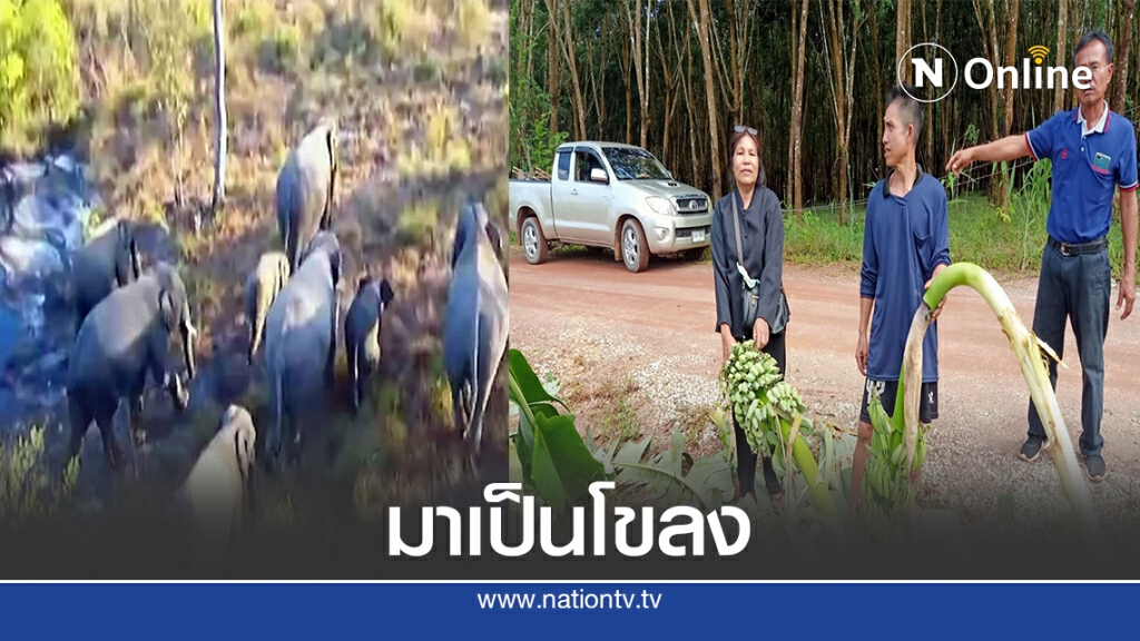 ช้างป่าภูวัวลงมาหากินทำลายพืชผลการเกษตรเสียหาย ช้างป่าภูวัวลงมาหากินทำลายพืชผลการเกษตรเสียหาย