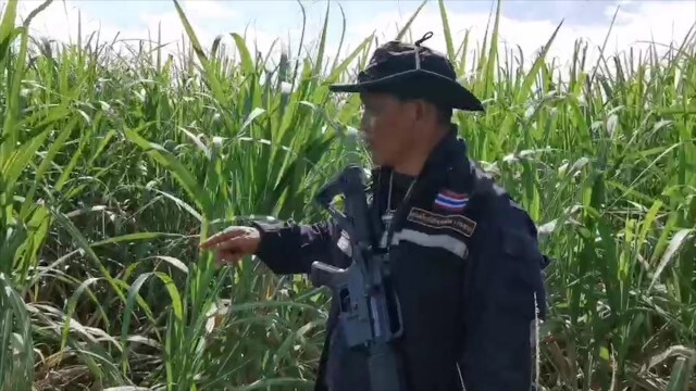 เตรียมเปิดปฏิบัติการจับหมีควายกลางป่าอ้อย