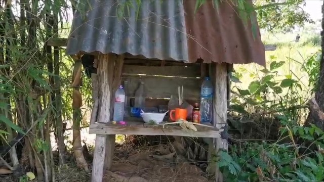เตรียมเปิดปฏิบัติการจับหมีควายกลางป่าอ้อย