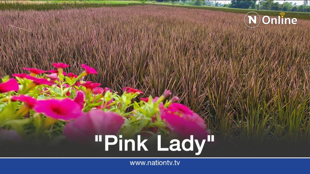 เตรียมเปิด"นาข้าวสีชมพู"1ต.ค.