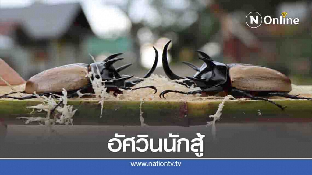 อัศวินนักสู้แห่งวสันตฤดู -"ด้วงกวาง 5 เขา"