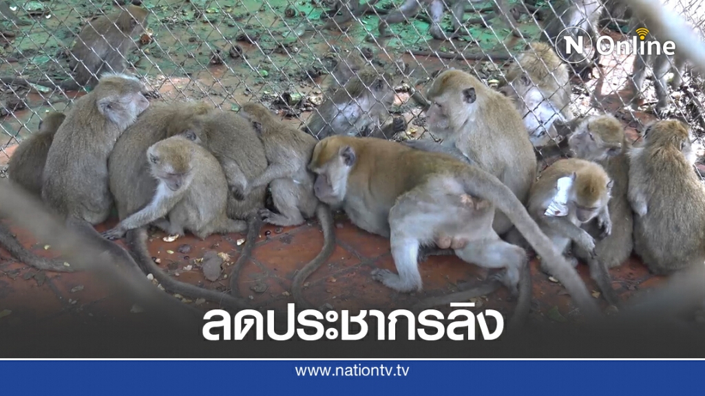 ทำหมันลิงแสมเขาตังกวน ทำหมันลิงแสมเขาตังกวน