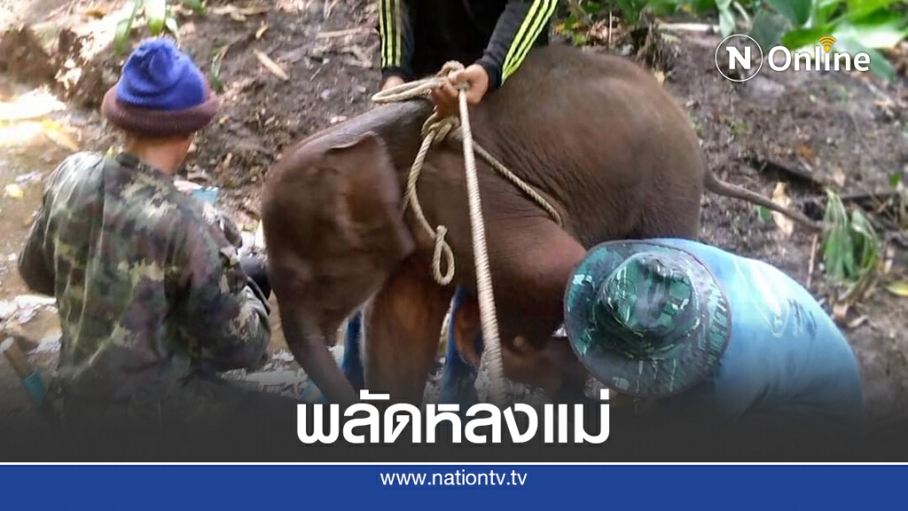 ลูกช้างเพศผู้ อายุ 1-2 เดือนพลัดหลงกับแม่ช้างที่น้ำหนาว ลูกช้างเพศผู้ อายุ 1-2 เดือนพลัดหลงกับแม่ช้างที่น้ำหนาว