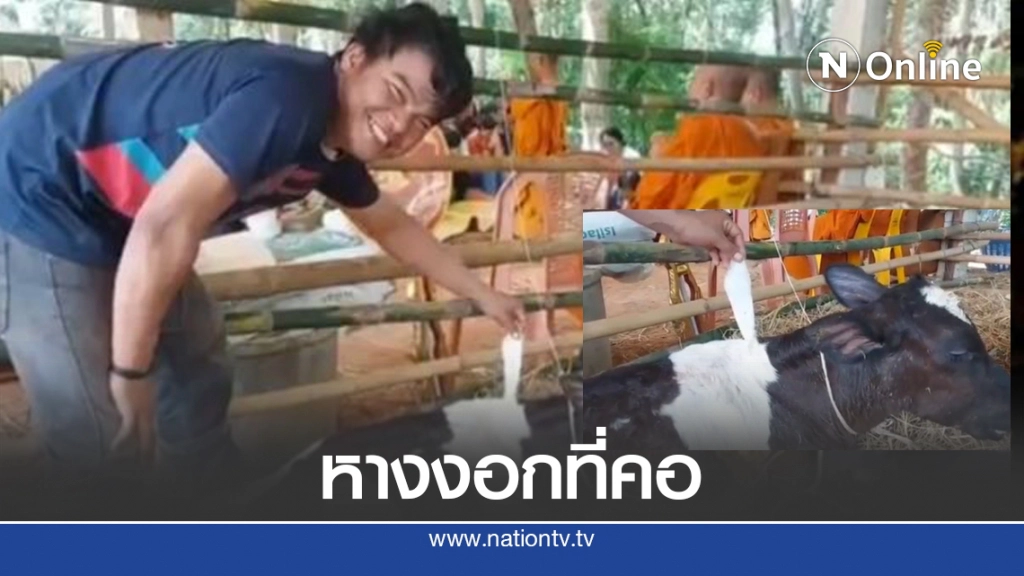 สุดแปลก วัว 2 หาง งอกบนโคนคอเหมือนผูกเนคไท