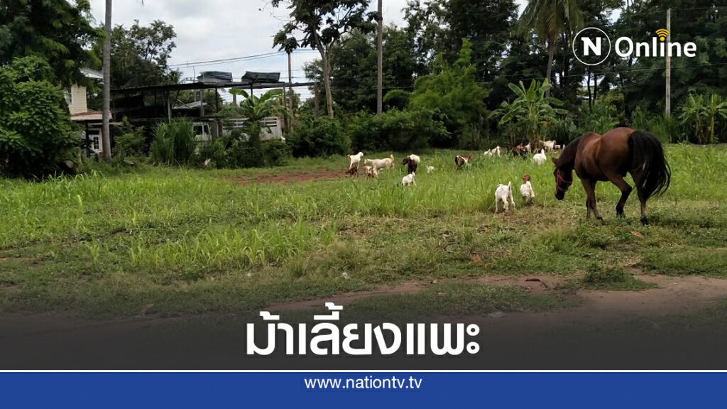 สุดทึ่งรักต่างสายพันธุ์ เจ้าแซมม้าชอบเลี้ยงแพะ สุดทึ่งรักต่างสายพันธุ์ เจ้าแซมม้าชอบเลี้ยงแพะ