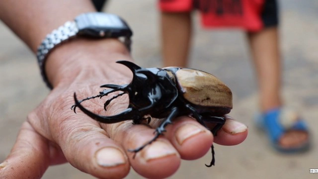 อัศวินนักสู้แห่งวสันตฤดู -"ด้วงกวาง 5 เขา"