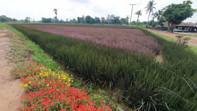 เตรียมเปิด"นาข้าวสีชมพู"1ต.ค.