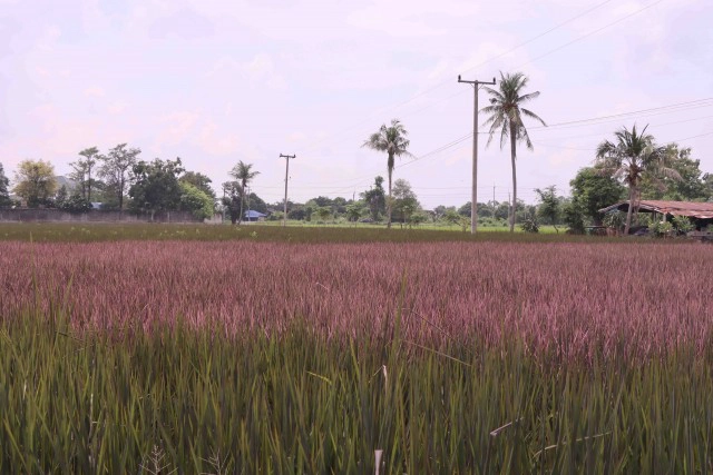 เตรียมเปิด"นาข้าวสีชมพู"1ต.ค.