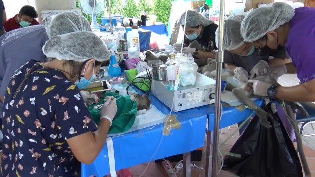 ทำหมันลิงแสมเขาตังกวน