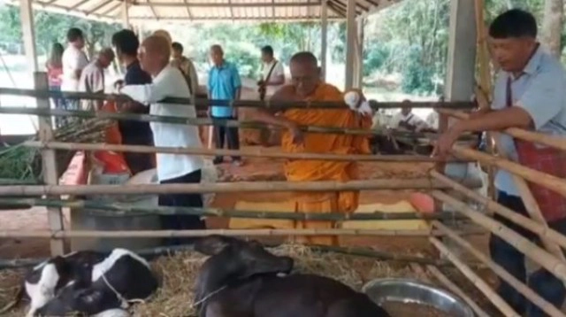 สุดแปลก วัว 2 หาง งอกบนโคนคอเหมือนผูกเนคไท