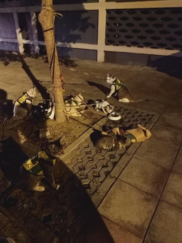 ชายขายของเก่า เก็บแมวจร 8 ตัวมาเลี้ยงนอนข้างถนนก็โดนวัยรุ่นจี้