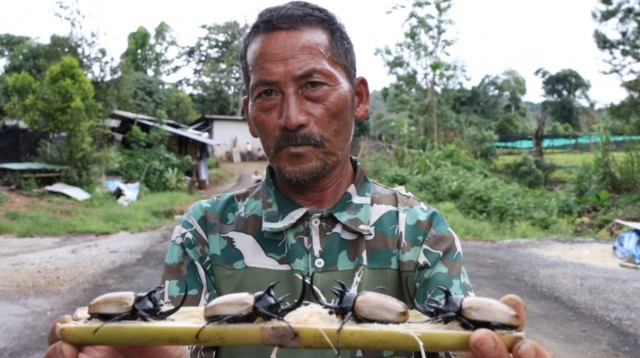 อัศวินนักสู้แห่งวสันตฤดู -"ด้วงกวาง 5 เขา"