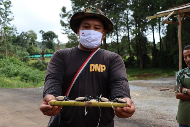 อัศวินนักสู้แห่งวสันตฤดู -"ด้วงกวาง 5 เขา"