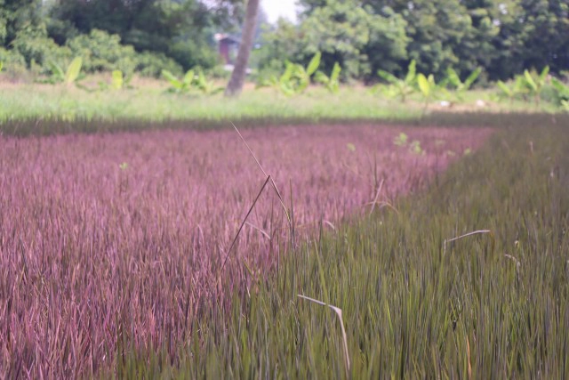 เตรียมเปิด"นาข้าวสีชมพู"1ต.ค.