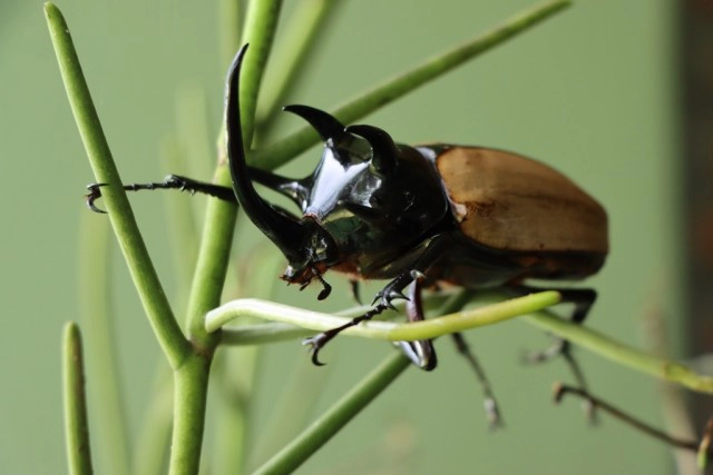 อัศวินนักสู้แห่งวสันตฤดู -"ด้วงกวาง 5 เขา"