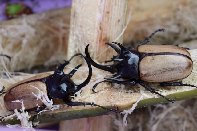 อัศวินนักสู้แห่งวสันตฤดู -"ด้วงกวาง 5 เขา"