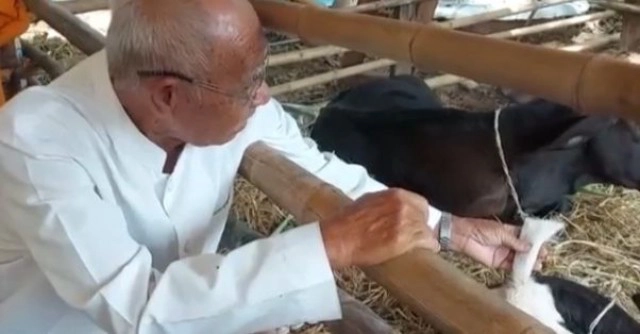 สุดแปลก วัว 2 หาง งอกบนโคนคอเหมือนผูกเนคไท