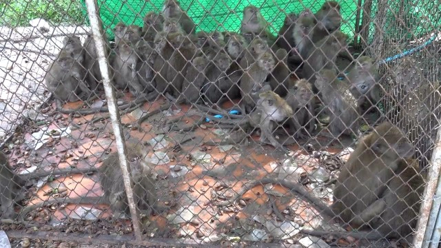 ทำหมันลิงแสมเขาตังกวน