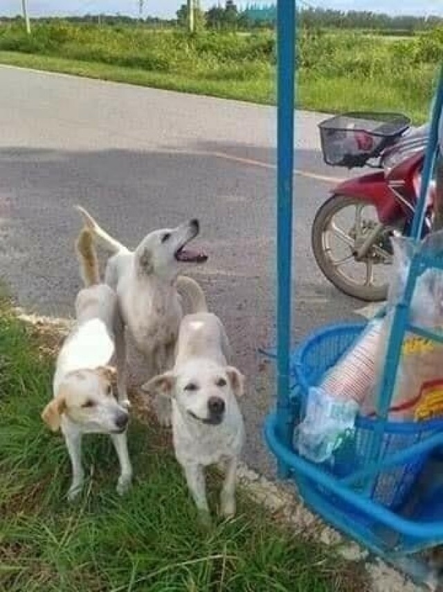 สาวงง ซื้อไอติมลุงไม่มีลูกค้าแต่สั่งให้รอก่อน ออเดอร์ 3 อันร้องอ๋อต้องขอเป็นเจ้ามือ