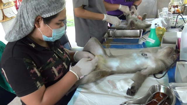 ทำหมันลิงแสมเขาตังกวน