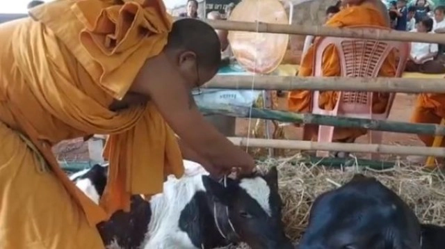 สุดแปลก วัว 2 หาง งอกบนโคนคอเหมือนผูกเนคไท