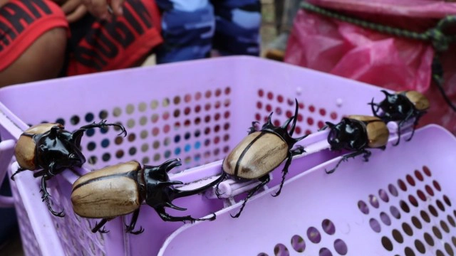 อัศวินนักสู้แห่งวสันตฤดู -"ด้วงกวาง 5 เขา"