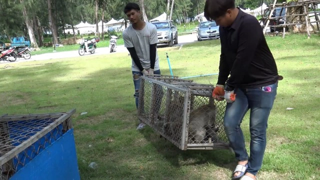 ทำหมันลิงแสมเขาตังกวน