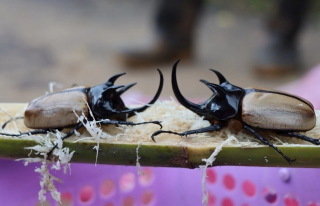 อัศวินนักสู้แห่งวสันตฤดู -"ด้วงกวาง 5 เขา"