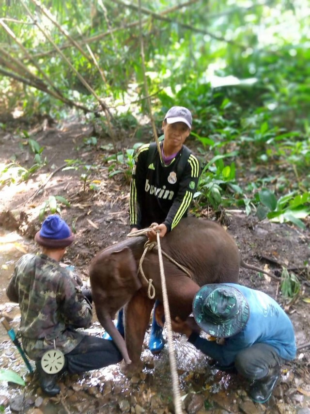 ลูกช้างเพศผู้ อายุ 1-2 เดือนพลัดหลงกับแม่ช้างที่น้ำหนาว