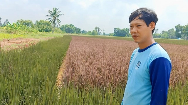 เตรียมเปิด"นาข้าวสีชมพู"1ต.ค.