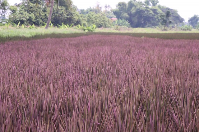 เตรียมเปิด"นาข้าวสีชมพู"1ต.ค.