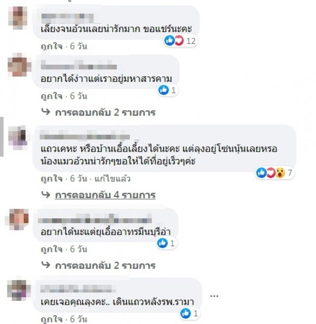 ชายขายของเก่า เก็บแมวจร 8 ตัวมาเลี้ยงนอนข้างถนนก็โดนวัยรุ่นจี้