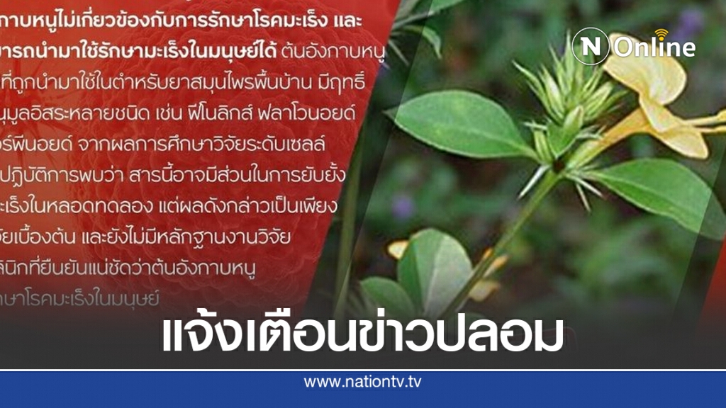 แจ้งเตือนข่าวปลอม "ต้นอังกาบหนูรักษาโรคมะเร็งได้หายขาด"