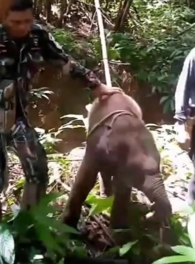 สัตวแพทย์ตรวจลูกช้างป่ากินอาหารน้อย