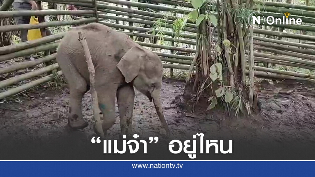 ทีมสัตวแพทย์เตรียมย้ายคอกลูกช้างพลัดหลงแม่ ทีมสัตวแพทย์เตรียมย้ายคอกลูกช้างพลัดหลงแม่