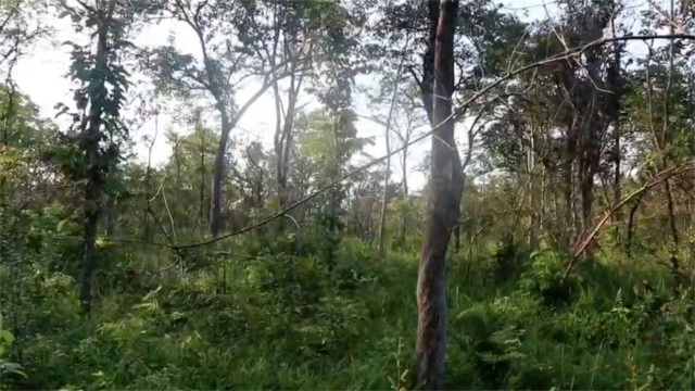 ดักไม่ได้ผล หมีควายแหกกรงกินอาหาร